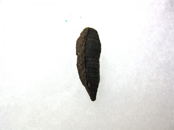 Insect Cocoon (Maggot) #19 - Image 2