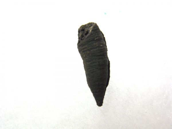 Insect Cocoon (Maggot) #19 - Image 3