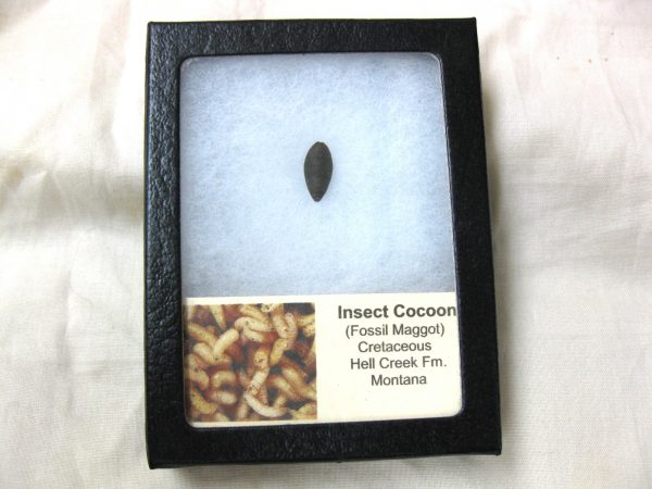 Insect Cocoon (Maggot) #20