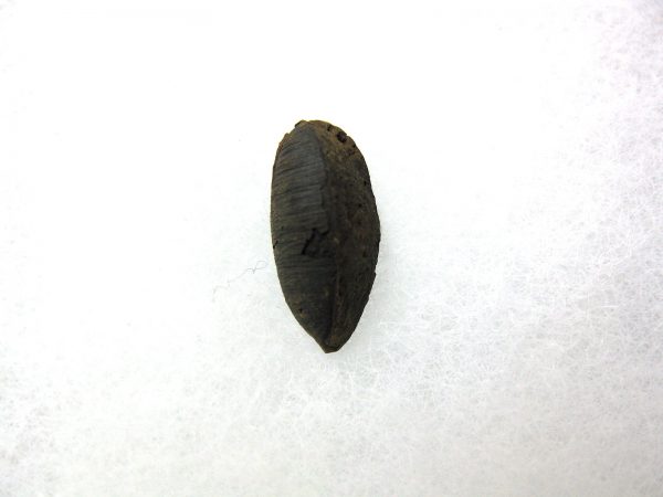 Insect Cocoon (Maggot) #20 - Image 3