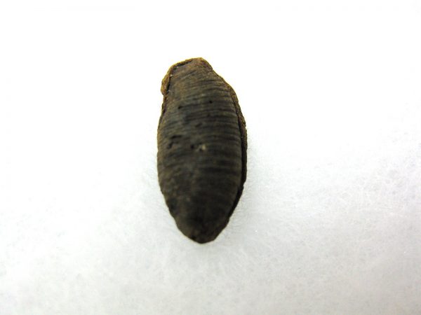 Insect Cocoon (Maggot) #21 - Image 3