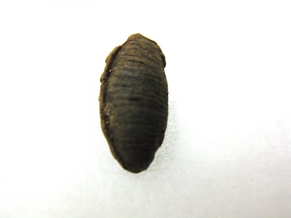 Insect Cocoon (Maggot) #21 - Image 2