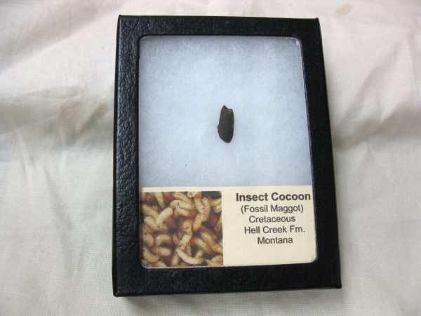 Insect Cocoon (Maggot) #22