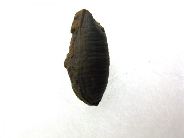 Insect Cocoon (Maggot) #22 - Image 2