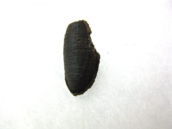 Insect Cocoon (Maggot) #22 - Image 3