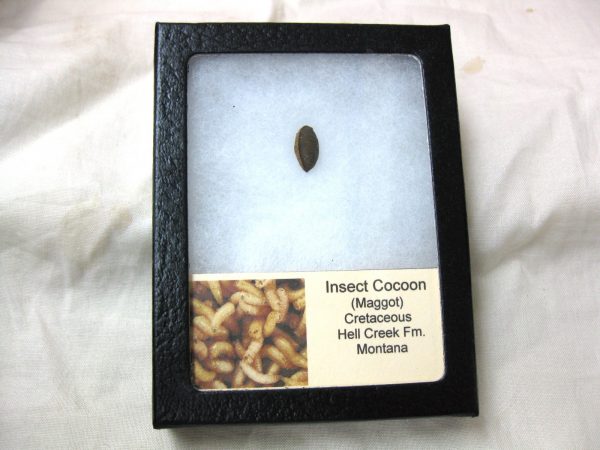 Insect Cocoon (Maggot) #23