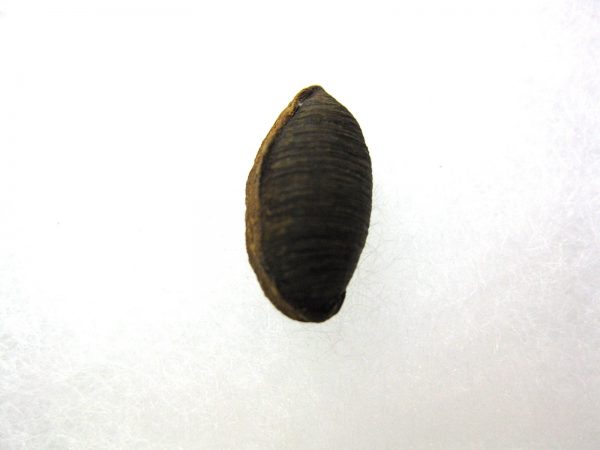 Insect Cocoon (Maggot) #23 - Image 3