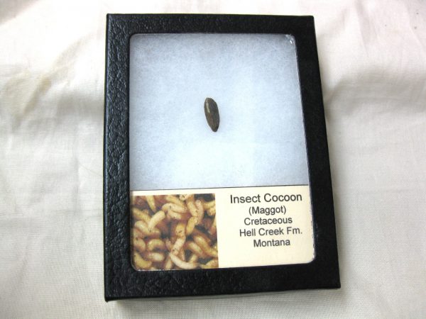 Insect Cocoon (Maggot) #24