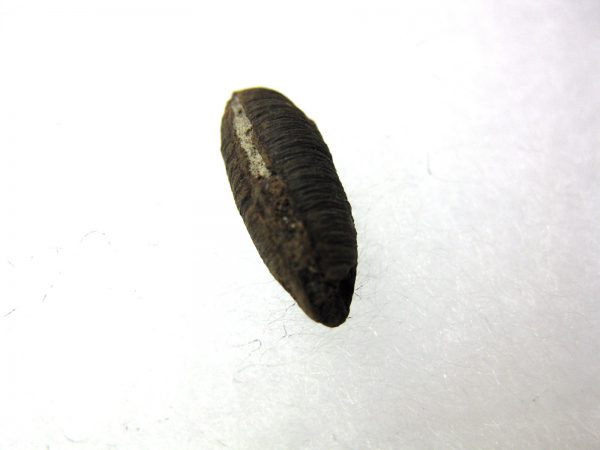 Insect Cocoon (Maggot) #24 - Image 2