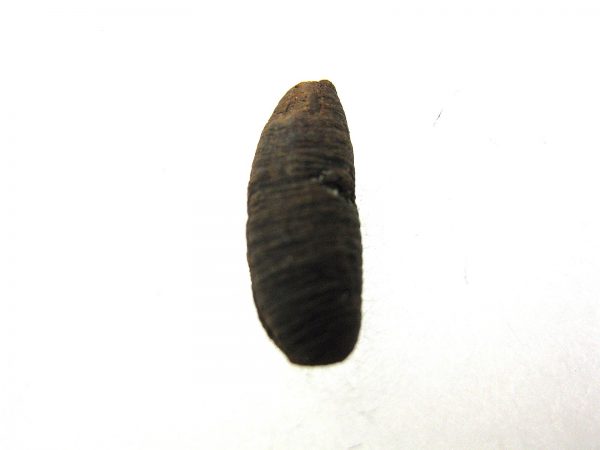 Insect Cocoon (Maggot) #24 - Image 3