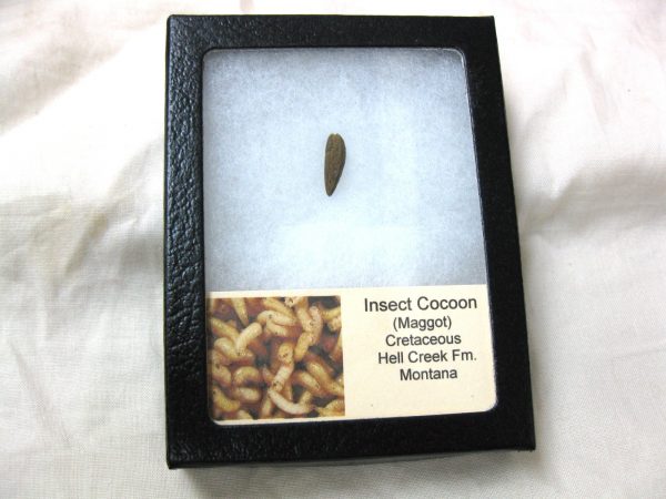 Insect Cocoon (Maggot) #25