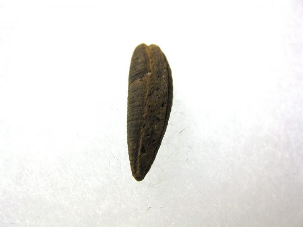 Insect Cocoon (Maggot) #25 - Image 2