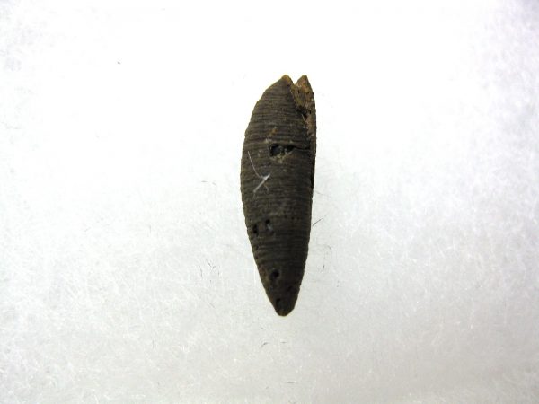 Insect Cocoon (Maggot) #25 - Image 3