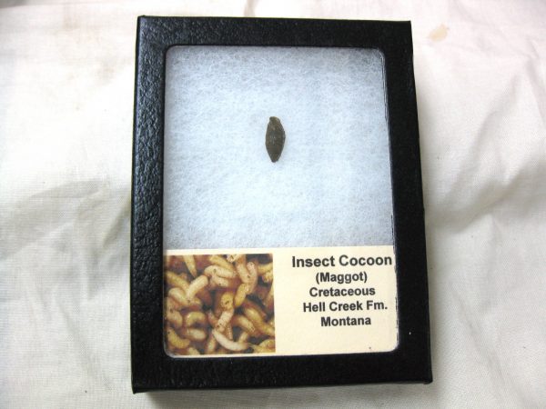 Insect Cocoon (Maggot) #26