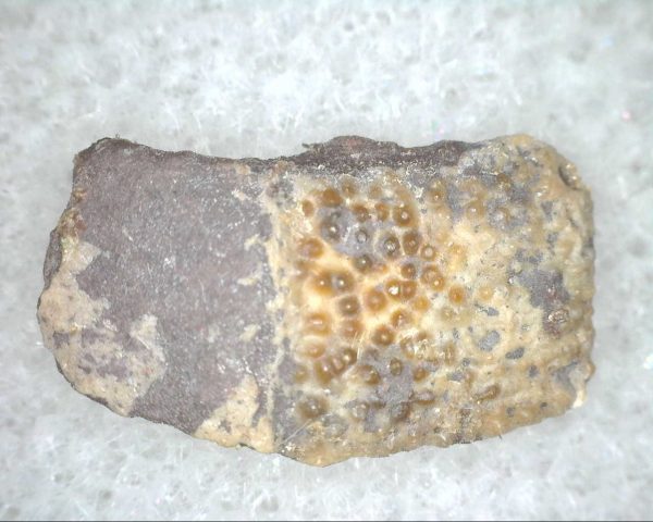 Cretaceous Lizard Scale #11 - Image 2