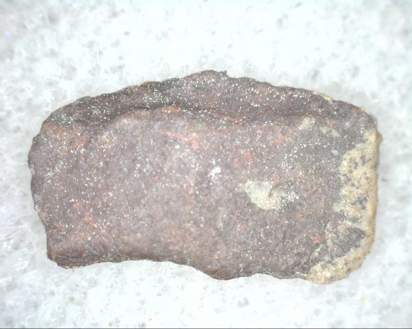 Cretaceous Lizard Scale #11 - Image 3