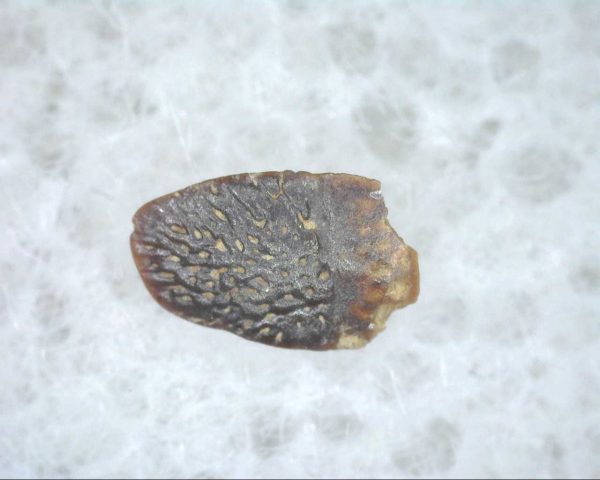 Cretaceous Lizard Scale #3 - Image 2