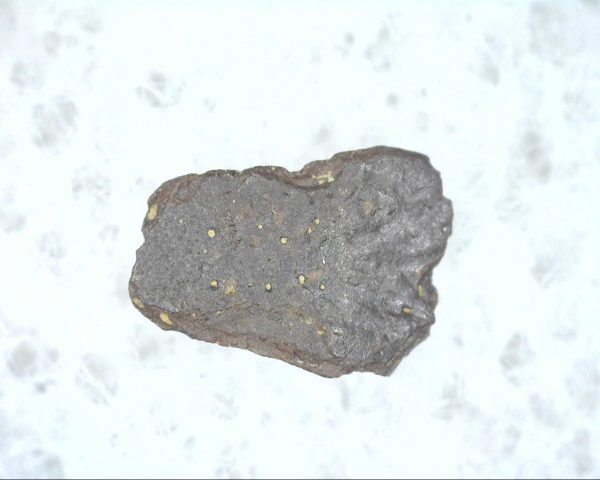 Cretaceous Lizard Scale #5 - Image 3