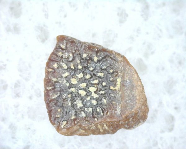 Cretaceous Lizard Scale #6 - Image 2