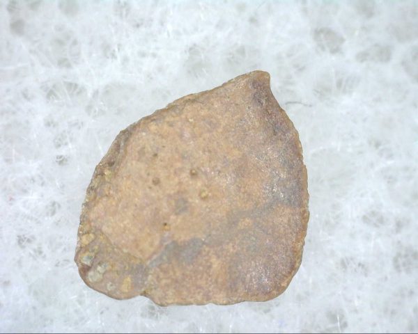 Cretaceous Lizard Scale #6 - Image 3