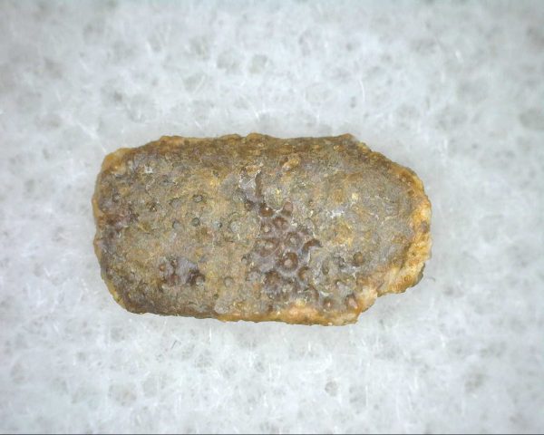 Cretaceous Lizard Scale #7 - Image 2