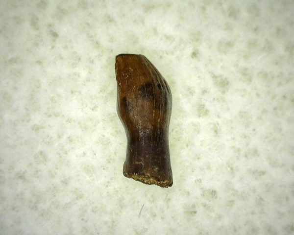 Thescelosaurus Dinosaur Tooth #10 - Image 2