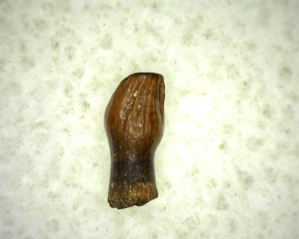 Thescelosaurus Dinosaur Tooth #10 - Image 3