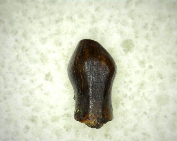 Thescelosaurus Dinosaur Tooth #12 - Image 2