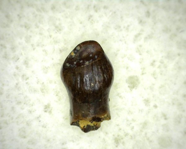 Thescelosaurus Dinosaur Tooth #12 - Image 3