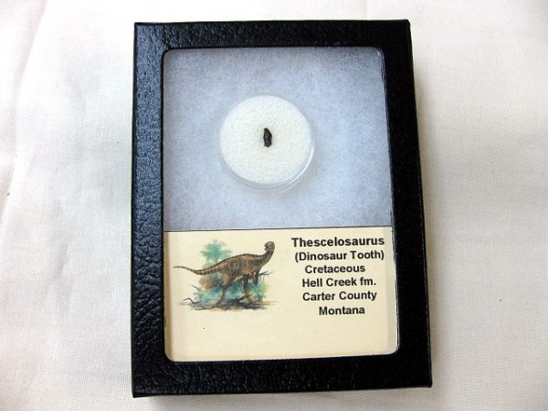 Thescelosaurus Dinosaur Tooth #7