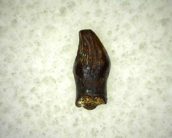 Thescelosaurus Dinosaur Tooth #7 - Image 2