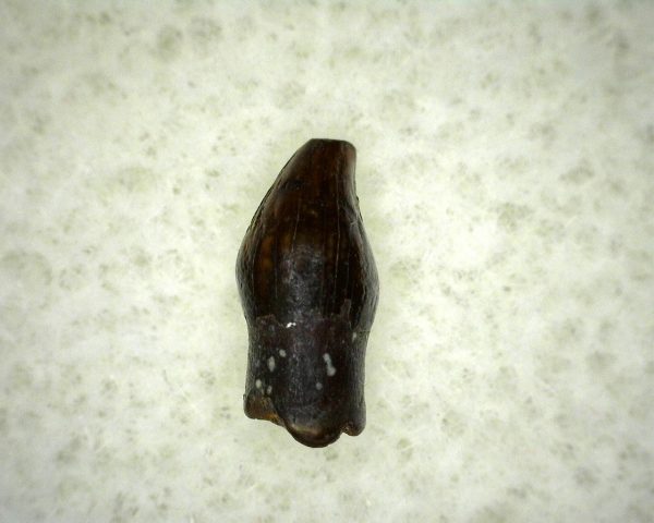 Thescelosaurus Dinosaur Tooth #7 - Image 3