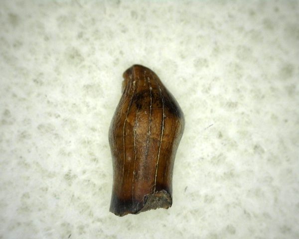 Thescelosaurus Dinosaur Tooth #8 - Image 2