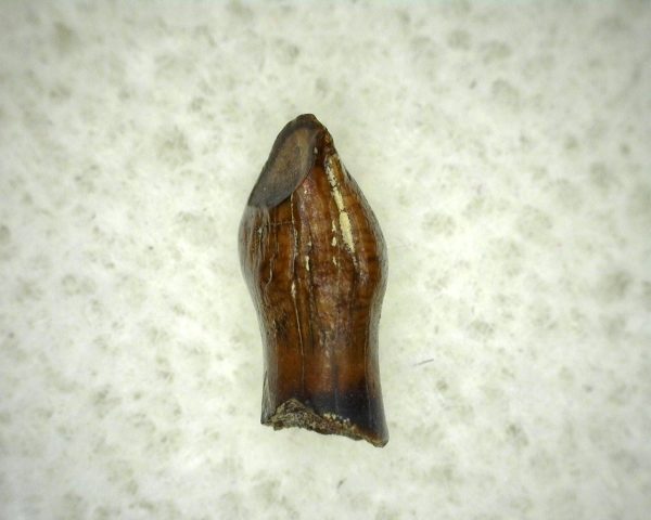 Thescelosaurus Dinosaur Tooth #8 - Image 3