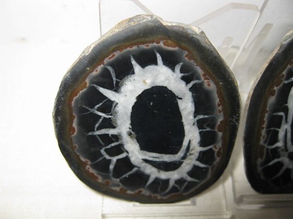 Septarian Pair #11 - Image 2