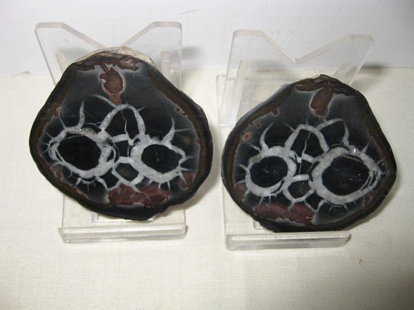 Septarian Pair #12