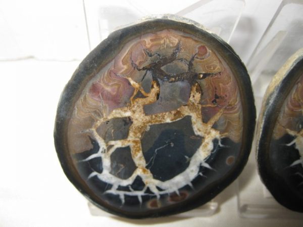 Septarian Pair #13 - Image 2