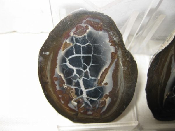 Septarian Pair #14 - Image 2