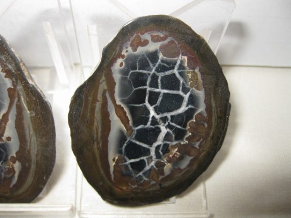 Septarian Pair #14 - Image 3