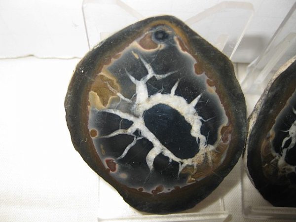 Septarian Pair #16 - Image 2