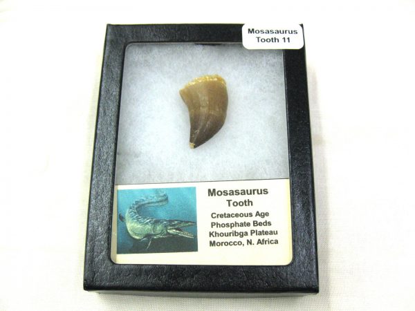 Mosasaurus Reptile Tooth #11