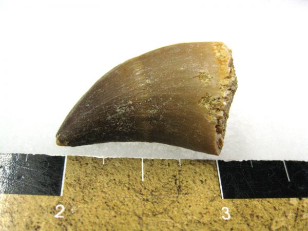 Mosasaurus Reptile Tooth #11 - Image 2