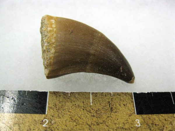 Mosasaurus Reptile Tooth #11 - Image 3