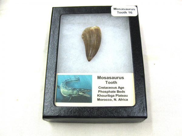 Mosasaurus Reptile Tooth #16