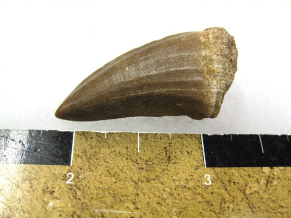 Mosasaurus Reptile Tooth #16 - Image 2