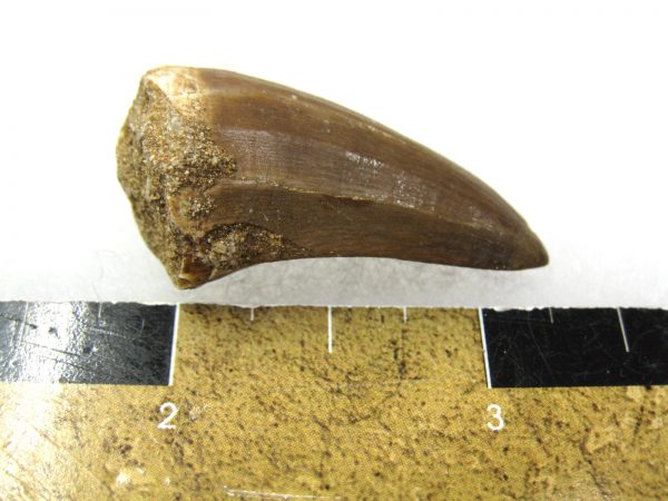 Mosasaurus Reptile Tooth #16 - Image 3