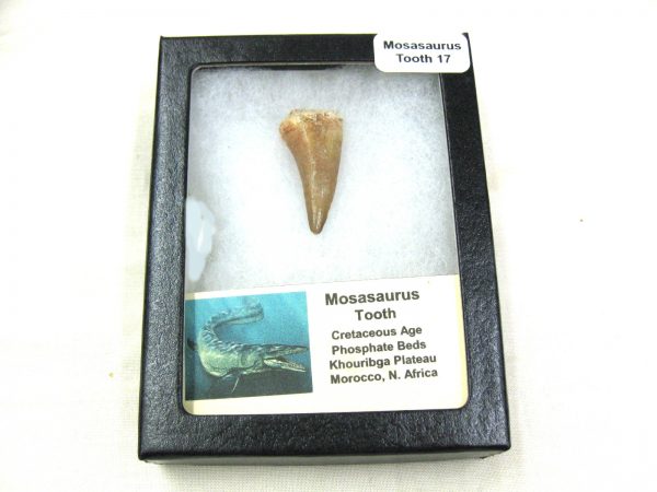 Mosasaurus Reptile Tooth #17