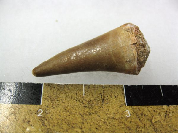 Mosasaurus Reptile Tooth #17 - Image 2