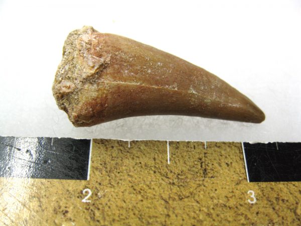 Mosasaurus Reptile Tooth #17 - Image 3