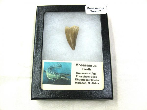 Mosasaurus Reptile Tooth #2